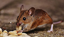24 Hour & Emergency Exterminators in Tarawa Terrace, NC